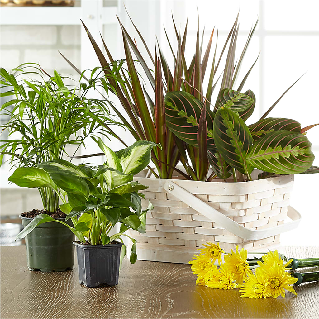 Florist Designed Blooming and Green Plants in a Basket – BLAKELEE'S BOUQUETS, Birmingham AL
