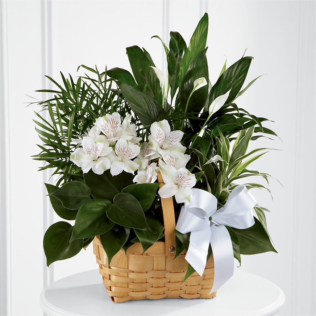 Peace & Serenity Dishgarden – BLAKELEE'S BOUQUETS, Birmingham AL