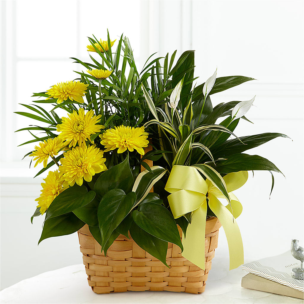 Loving Light Dishgarden – BLAKELEE'S BOUQUETS, Birmingham AL