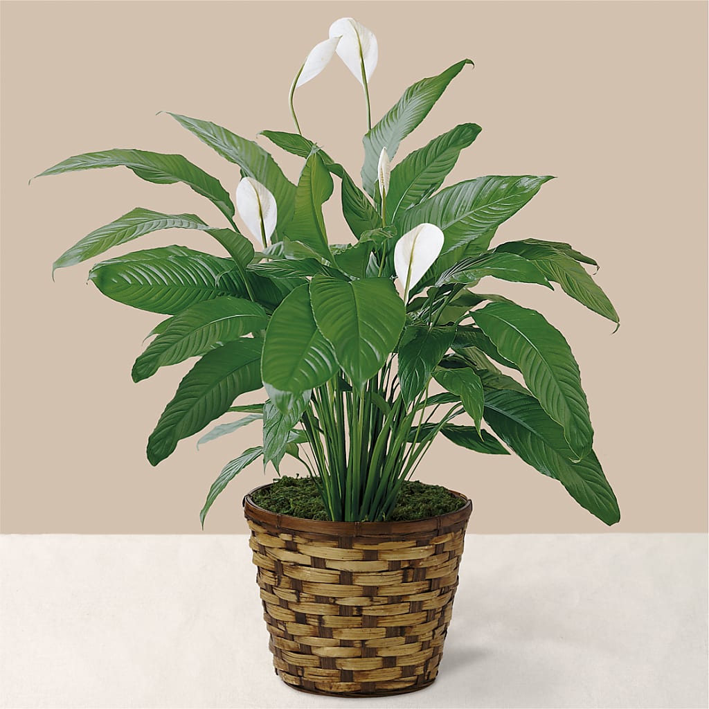 Tranquil Moments Peace Lily Plant – BLAKELEE'S BOUQUETS, Birmingham AL