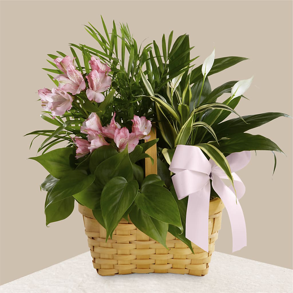 Living Spirit Dishgarden – BLAKELEE'S BOUQUETS, Birmingham AL