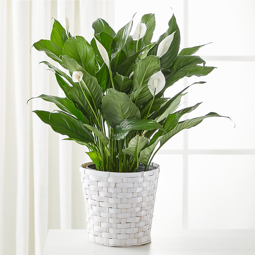 A New Leaf Peace Lily – BLAKELEE'S BOUQUETS, Birmingham AL