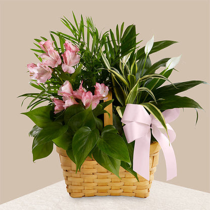Living Spirit Dishgarden – BLAKELEE'S BOUQUETS, Birmingham AL