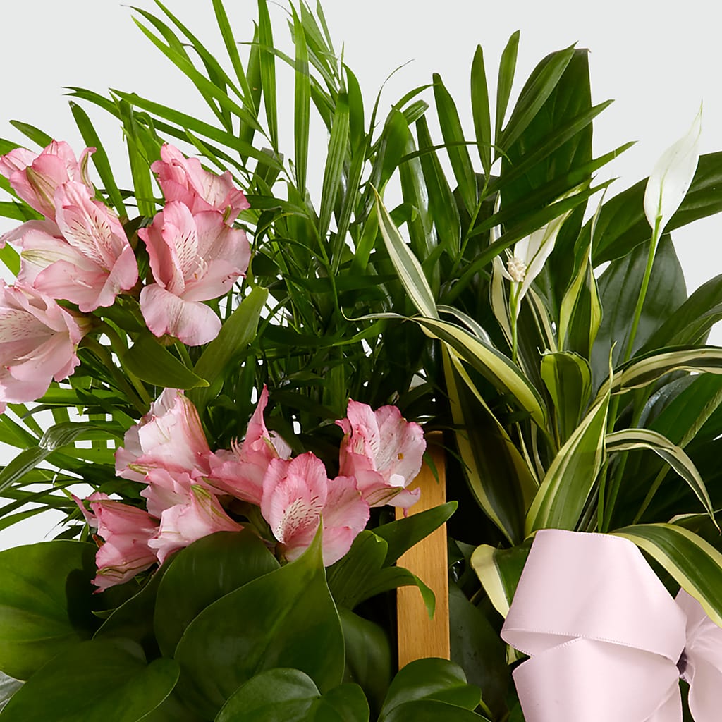 Living Spirit Dishgarden – BLAKELEE'S BOUQUETS, Birmingham AL