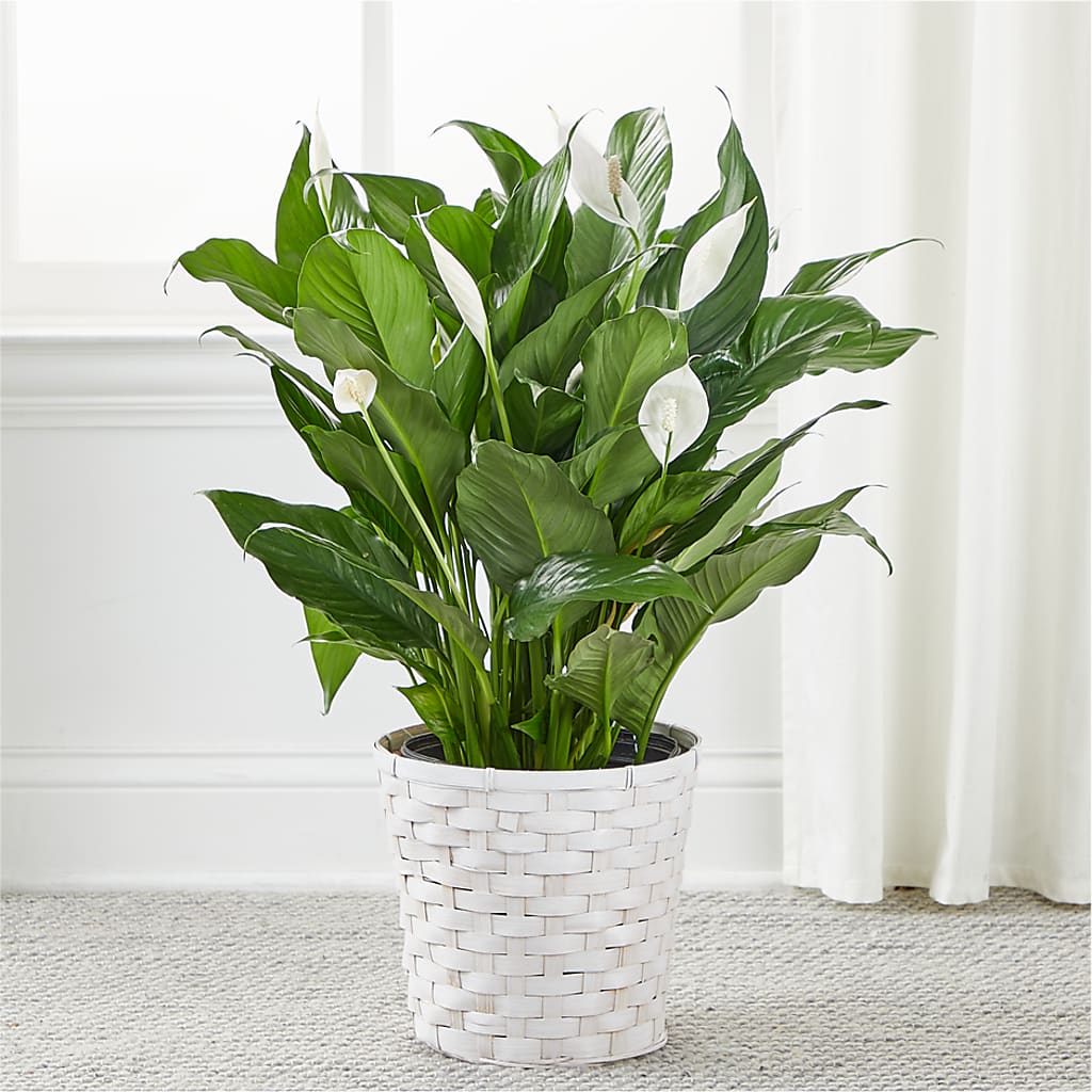A New Leaf Peace Lily – BLAKELEE'S BOUQUETS, Birmingham AL