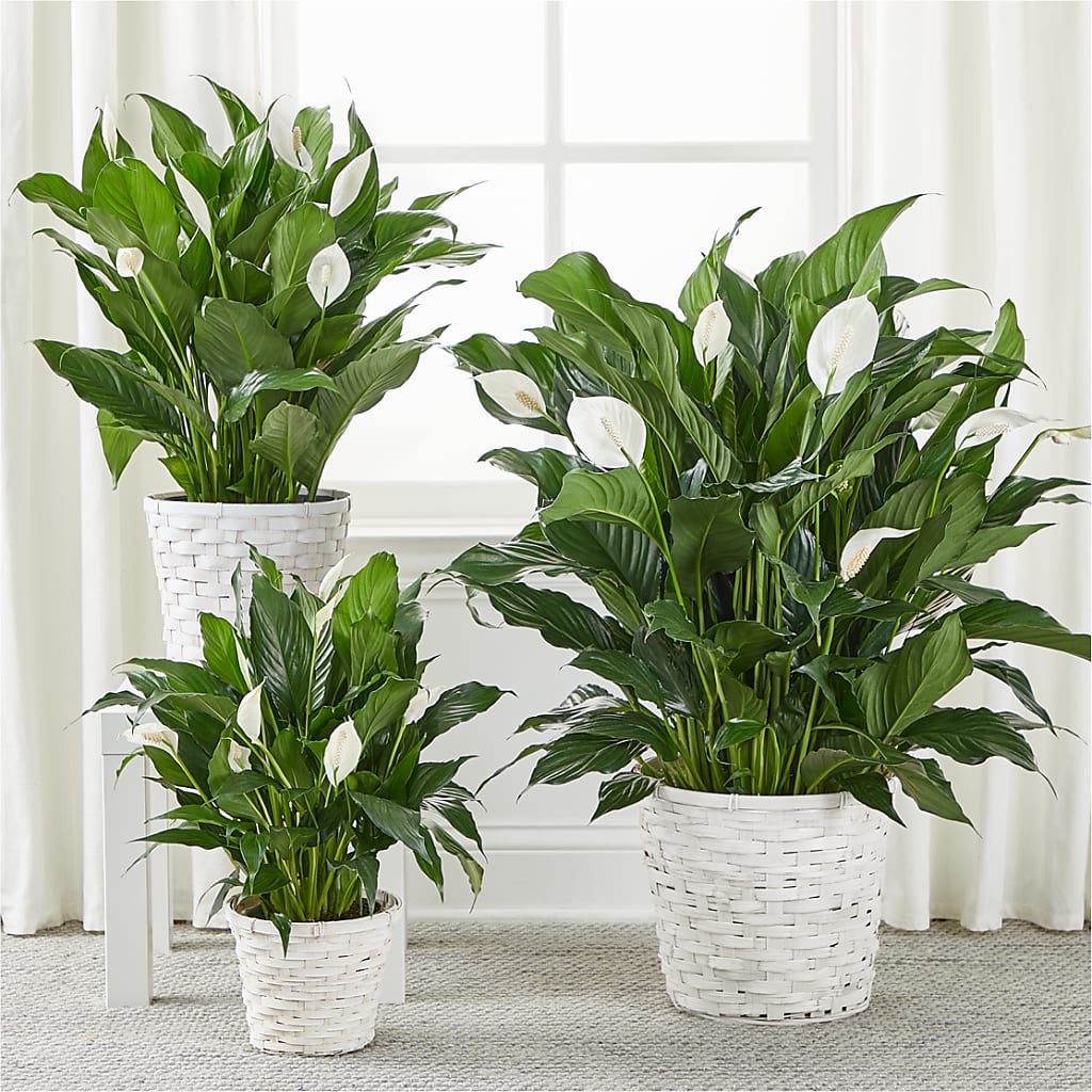 A New Leaf Peace Lily – BLAKELEE'S BOUQUETS, Birmingham AL